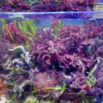 SONOアクアプランツファーム水草･海藻情報局