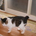猫に小判を与えたら。埋蔵金：千八百八拾弐両　どぉ～したもんかぁ・・・。