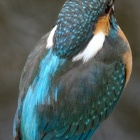 『BORG72FLによる高解像度カワセミ⑥　2020/03/21』の画像