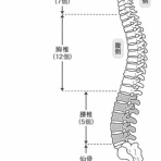 コンディショニングトレーナー小林さくらのブログ〜エッセンシャルトーク〜