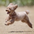 8-11-2　高杉　デニちゃん　4歳　南あわじドッグラン・飛行犬撮影所にて