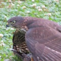 獲物を捕ったツミ（雀鷹）を撮る🦅📸（太田市）