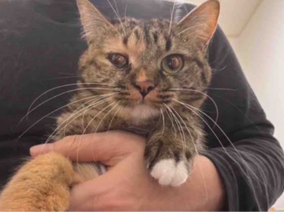 次男坊猫と愛娘猫　20260417