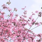 イラストレーターすずなのblog＊