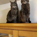 木のおもちゃで楽しい子育て