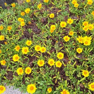 open_heart_shinkoのblog