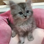 カインズ船橋習志野店ペッツワンコーナーペットショップワンラブのスタッフブログ