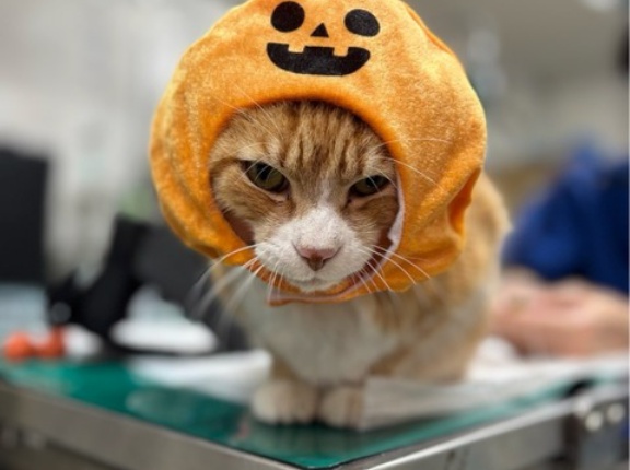 これって、ハロウィン🎃？