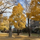 遠山の目付の効果（令和7年11月29日）