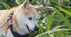 ５月最終日