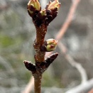 日本負けるが来年がある♪
