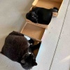 【ポチクロ猫日記】距離を詰めたいクロたん・シャーするポチ姐さん【トライアルお迎え８日目】