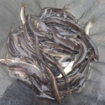 ☆甲州の渓流釣りバカ日誌☆