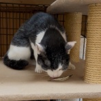 家をさがすのじゃ～～～～
