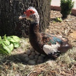 『ハリケーンでも卵を守ったイルマ』の画像