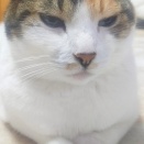 ランチ会と超辛い鍋