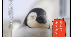 🐧皇帝ペンギンの雛を見に行った時のレポ