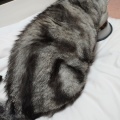 うまくいくか‥ニャッ？