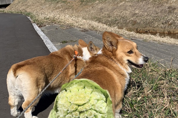 なかよしコーギー