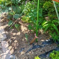 2026/05/18 庭の菜園 　サツマイモ定植・定期観察