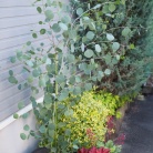長年憧れていたあの植物が我が家に！！
