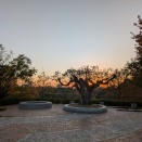 モナコパビリオンの木