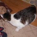 猫に小判を与えたら。 埋蔵金：千八百伍拾弐両　子供は風ぇの子ぉ・・・。