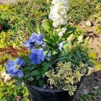 花のある暮らし