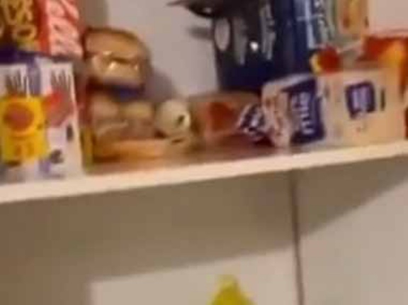 【泥棒】 パントリーに誰かが侵入した。私は「パン」ですけど？ → 見つかった常習犯はこちらです…