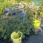 Enjoy in 菜園