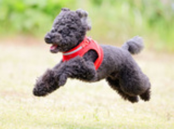5-8-1　江里口　ウニくん　8歳　南あわじドッグラン・飛行犬撮影所にて
