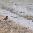 ■奈良で野鳥探し 田園 ～ タマシギ ～