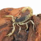 『【新入荷】サソリ4種！～今週末はサービスデー～』の画像