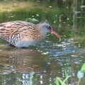 ヒクイナ＆クイナの蔵出し画像🦜（多々良沼公園）