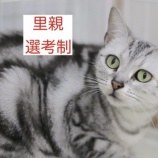 『【里親募集中】アメショーのタルト』の画像