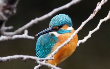 『投稿：コボーグ36EDによるカワセミ２態【追記】　2026/01/11』の画像