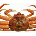 【動画】カニさん、新しい家を建てる