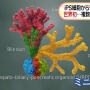 東京医科歯科大学がｉＰＳ細胞から「ミニ多臓器」を世界で初めて作成！すげえええええええ