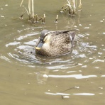 花鳥いろいろ 四季の野鳥