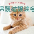 9/6(日)14:00～16:00で猫の譲渡会。総合福祉センターにて（春日井市浅山町）