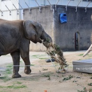 クリスマスリースのプレゼント　（２）