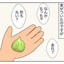 イチジク雨に弱いんだって