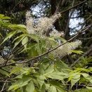 バットの木アオダモの花が満開