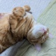 猫がケツくっつけてくるんやが