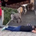 ジャンプが得意な馬とそうでもない馬がいる…人間が横たわっているとき編