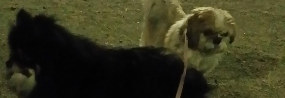 実家の犬でカッコいい写真撮ったったぜ！