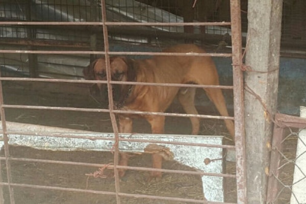 60代女性が土佐犬に噛まれて死亡 助けようとした夫も怪我 楽しい南トンスランド