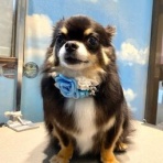 ペットショップワンラブ ドンキホーテ西宮店のスタッフブログ