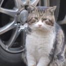 河津桜だそうです。