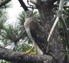 2026年7月24日の野鳥公園